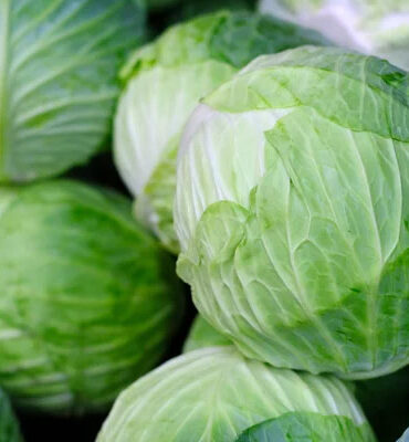 cabbage-1