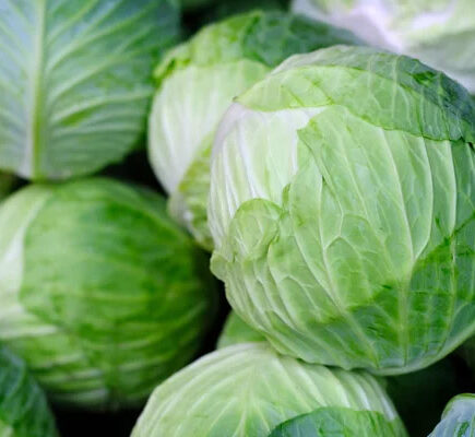 cabbage-1