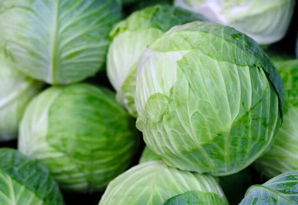 cabbage-1